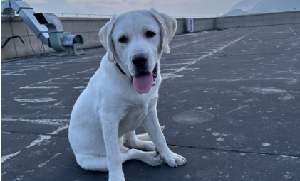 凯发-数十亿资金入局，他们想让汪星人活得更久一些