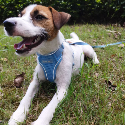 米兰·milantiyu胸背